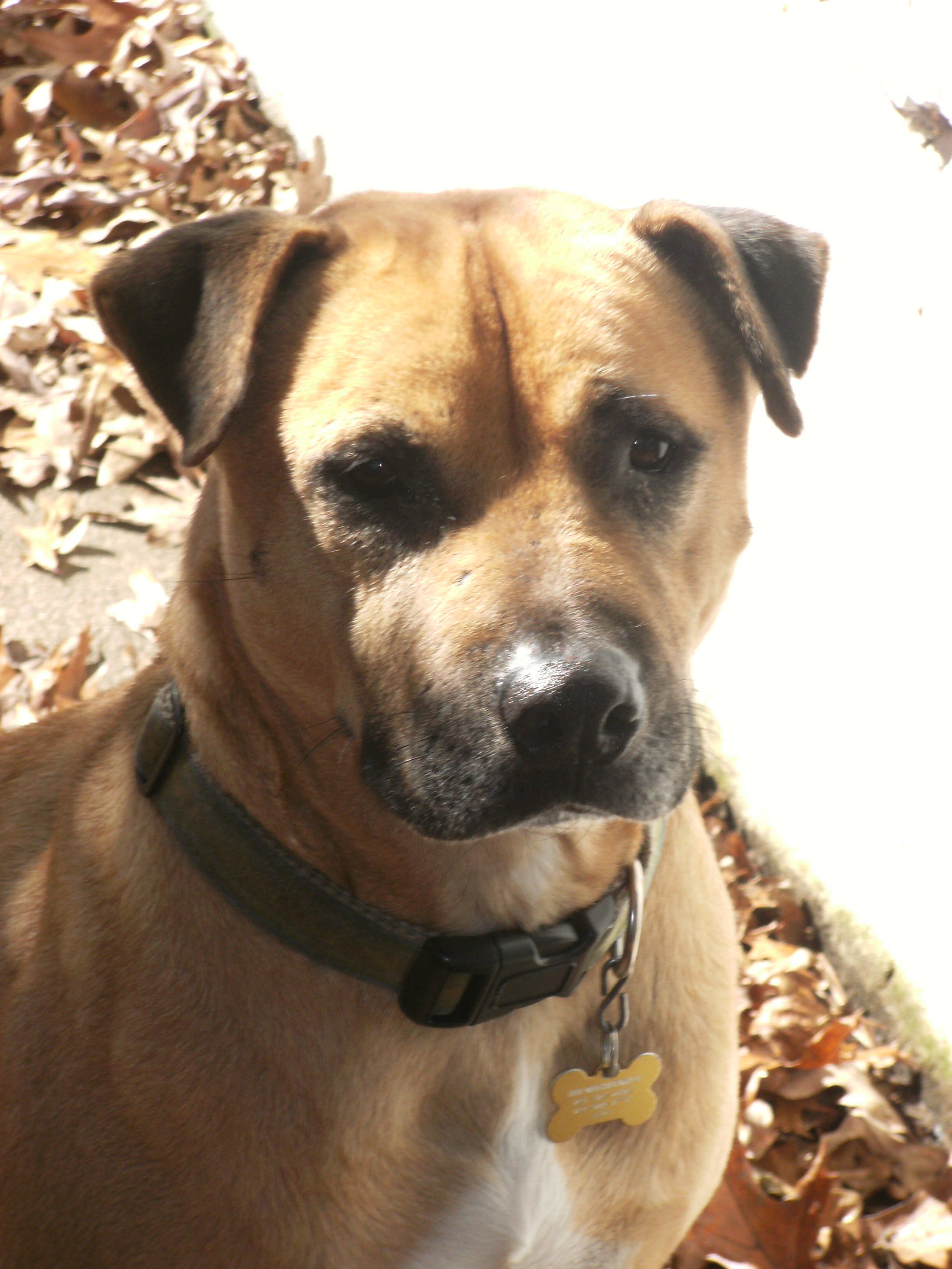 Walker - Dog from Hurricane Katrina Still Up for Adoption