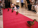 The Ducks Parade at the Peabody