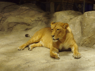 MGM's Lion